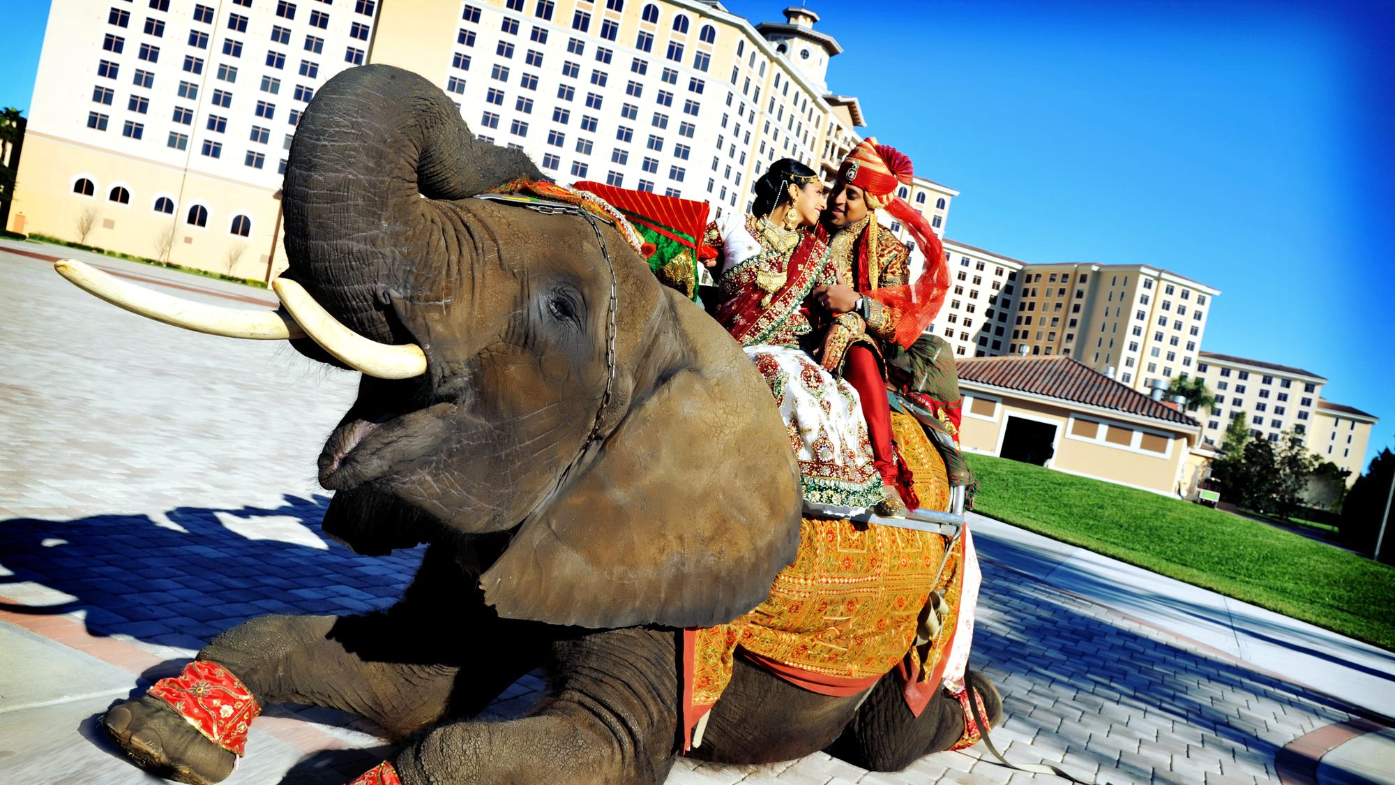 A bride and groom arriving on a decorated elephant for the baraat